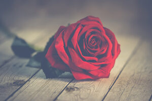 rose-roses-red-love-romantic-valentine-1418878-pxhere